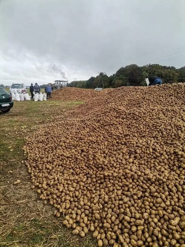 Tarladan 150 ton kartof oğurlandı